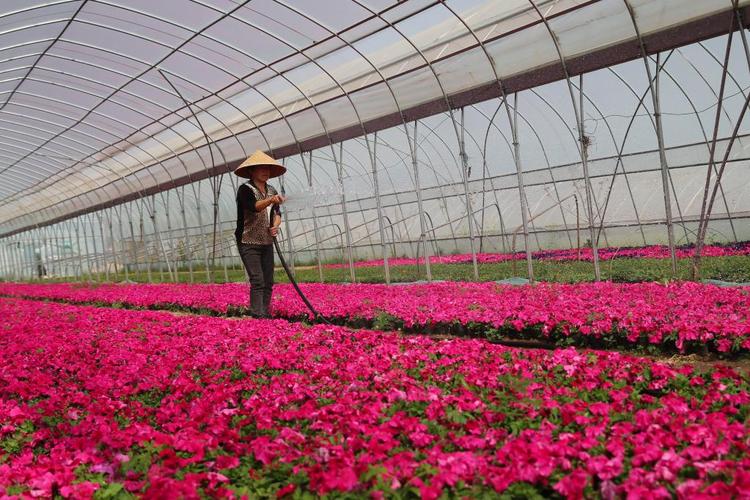 引导农民因地制宜发展特色花卉产业,出产的花卉产品销往省内外,促进