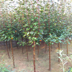 河东区长远苗木种植专业合作社