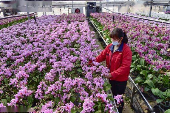 山东青州:花卉种植 助农增收