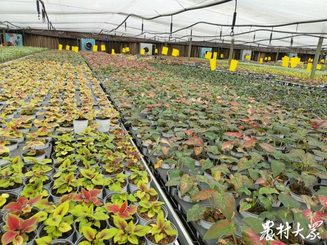 亚泰农业科技种植的彩叶芋花卉,大多都是进口的高端品种.