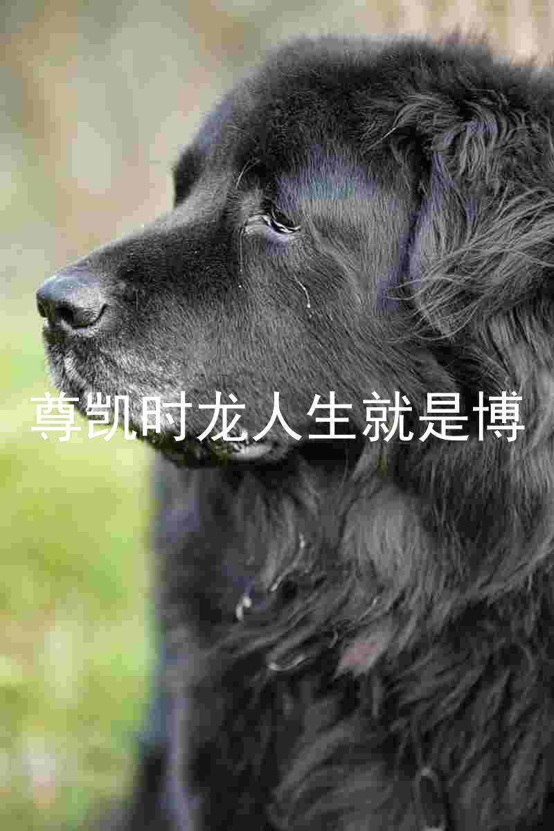 尊凯时龙人生就是博